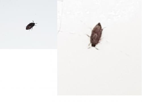Attagenus smirnovi